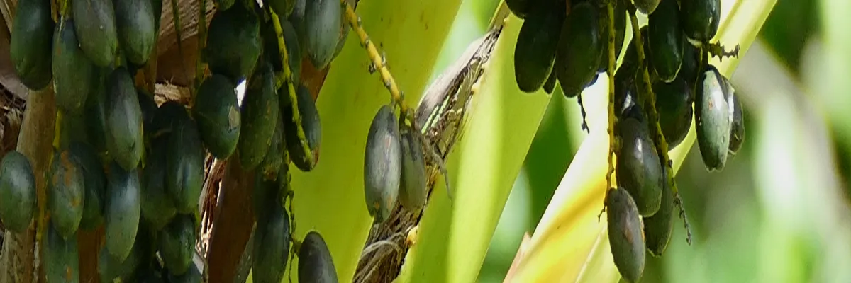 Image Découpe laser Matoury